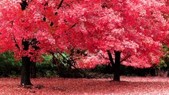 Landscapes nature Trees