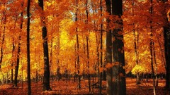 Landscapes nature Trees