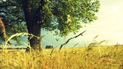 Landscapes nature Trees