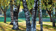 Landscapes nature Trees