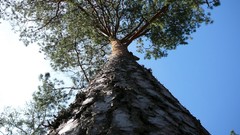 Landscapes nature Trees