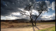 Landscapes nature Trees