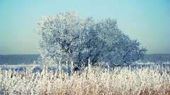 Landscapes nature Trees