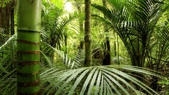 Landscapes nature Trees