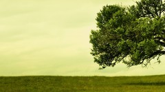 Landscapes nature Trees