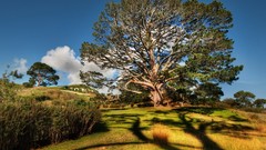 Landscapes nature Trees