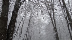 Landscapes nature Trees