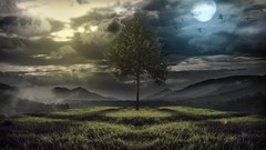 Landscapes nature Trees