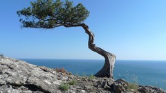 Landscapes nature Trees