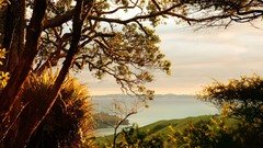 Landscapes nature Trees