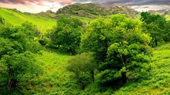 Landscapes nature Trees