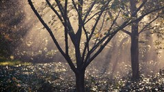 Landscapes nature Trees