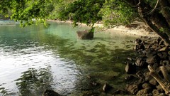 Landscapes nature Trees