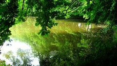 Landscapes nature Trees