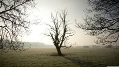 Landscapes nature Trees