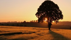 Landscapes nature Trees