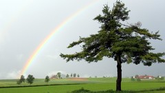 Landscapes nature Trees