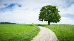 Landscapes nature Trees