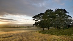 Landscapes nature Trees