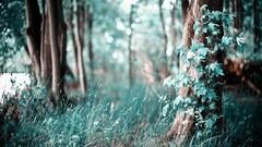 Landscapes nature Trees