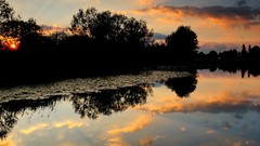 Landscapes nature Trees