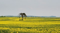 Landscapes nature Trees