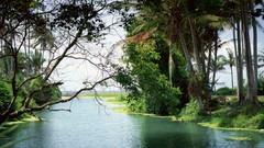 Landscapes nature Trees