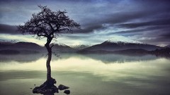 Landscapes nature Trees