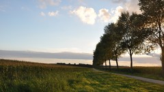 Landscapes nature Trees