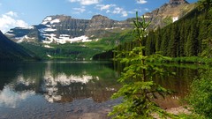 Landscapes nature Trees