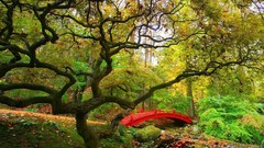 Landscapes nature Trees