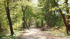 Landscapes nature Trees