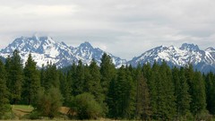 Landscapes nature Trees