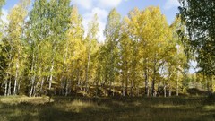 Landscapes nature Trees