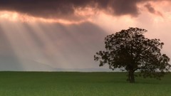 Landscapes nature Trees