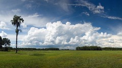 Landscapes nature Trees