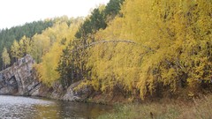 Landscapes nature Trees