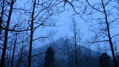 Landscapes nature Trees