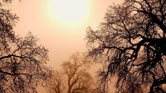 Landscapes nature Trees