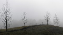 Landscapes nature Trees