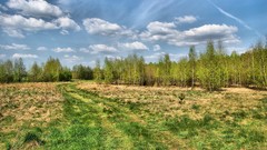 Landscapes nature Trees
