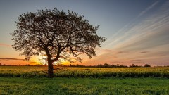 Landscapes nature Trees