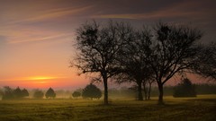 Landscapes nature Trees