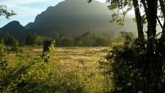 Landscapes nature Trees