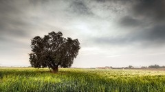 Landscapes nature Trees