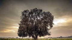 Landscapes nature Trees