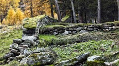 Landscapes nature Trees