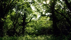 Landscapes nature Trees