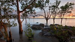 Landscapes nature Trees