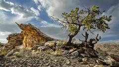 Landscapes nature Trees